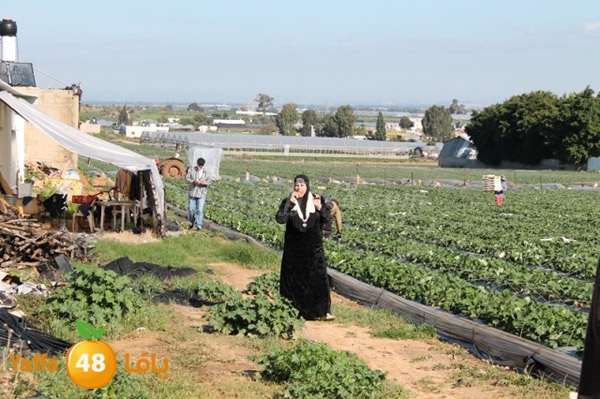 re7la tolkarem (56).JPG